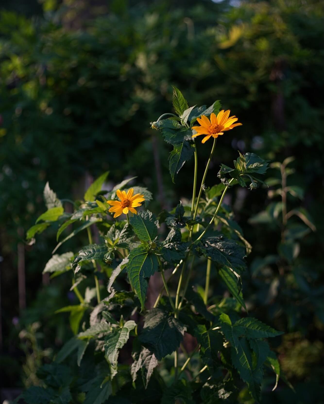 Blumen